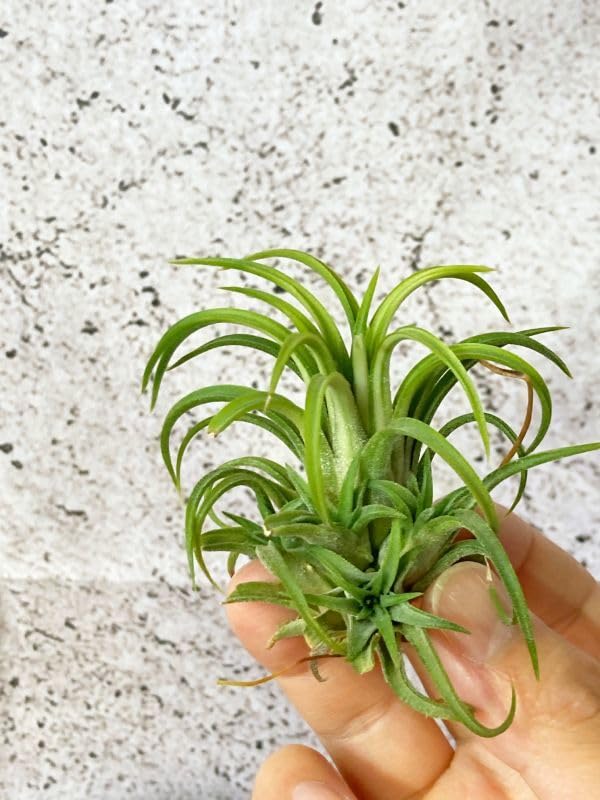 Amazon.co.jp: Frontier Plants現品チランジアイオナンタヴァリエ